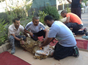 مجموعة من الصور لمظاهر العيد وذبح الأضاحي في مدينتي يافا والرملة